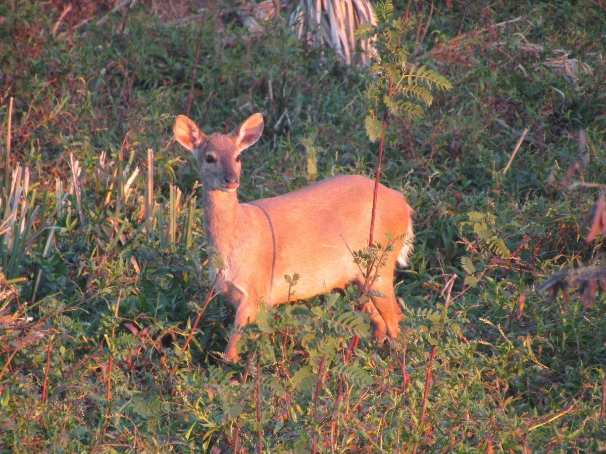 Arandu Ecolodge Colonia Carlos Pellegrini  Kültér fotó